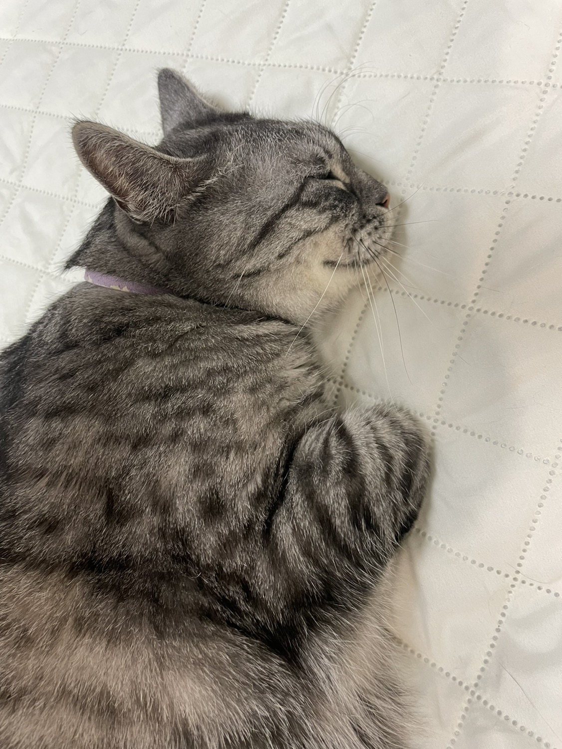 흑임자